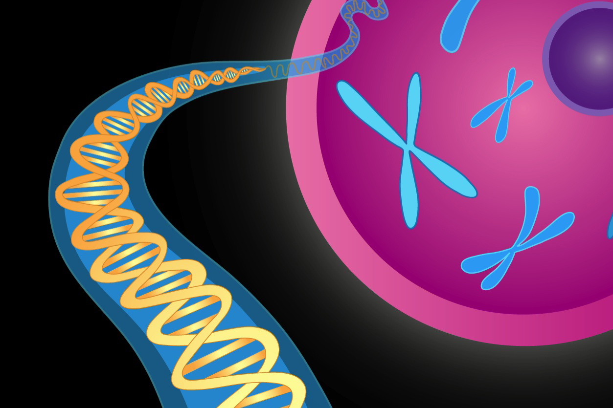 Illustration of chromosomes in the shape of an X and DNA double helix.