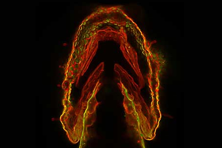 Glycans glow red, yellow, and green in this image of a zebrafish embryo’s jaw