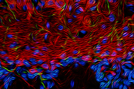 Olfactory bulb neurons in mouse