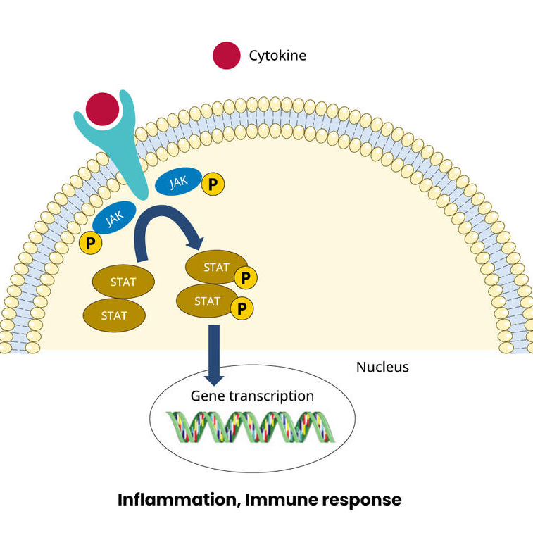 Jak Mechanism