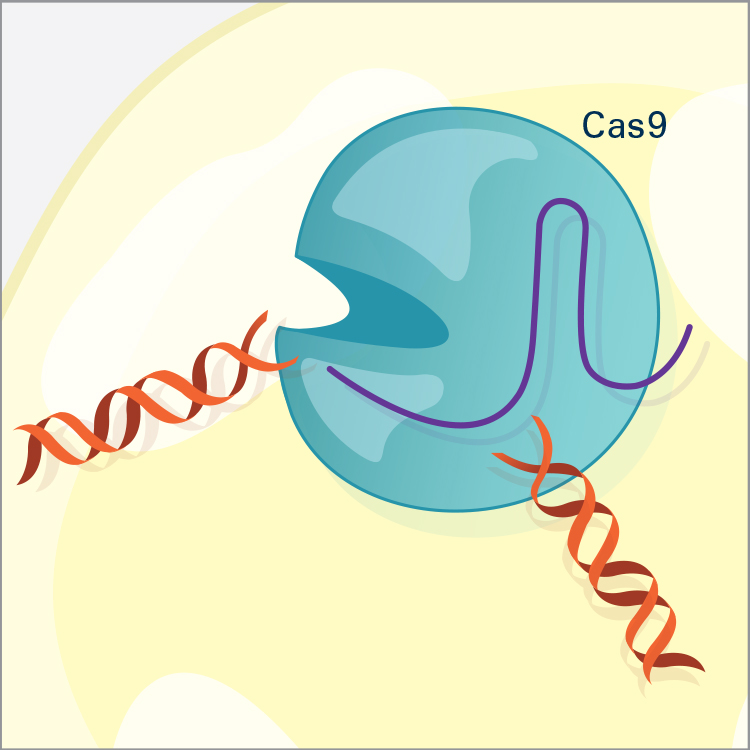 The Cas9 enzyme cuts both strands of the DNA