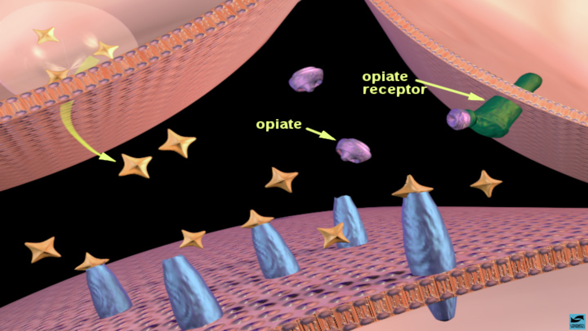 Opiates binding to opiate receptors in the nucleus accumbens: increased dopamine release. 
