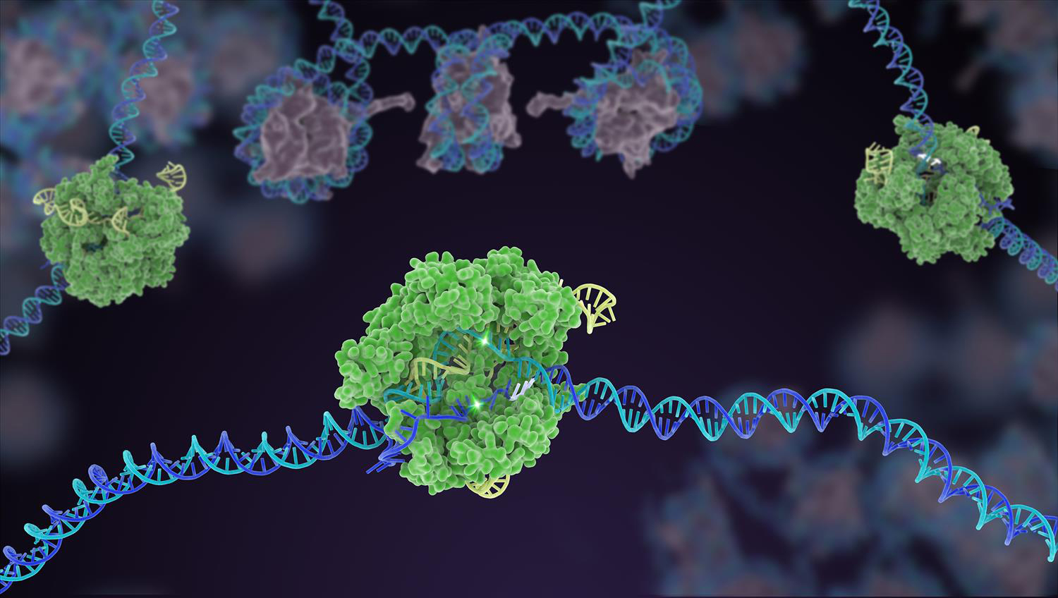Cas9 protein involved in the CRISPR gene-editing technology