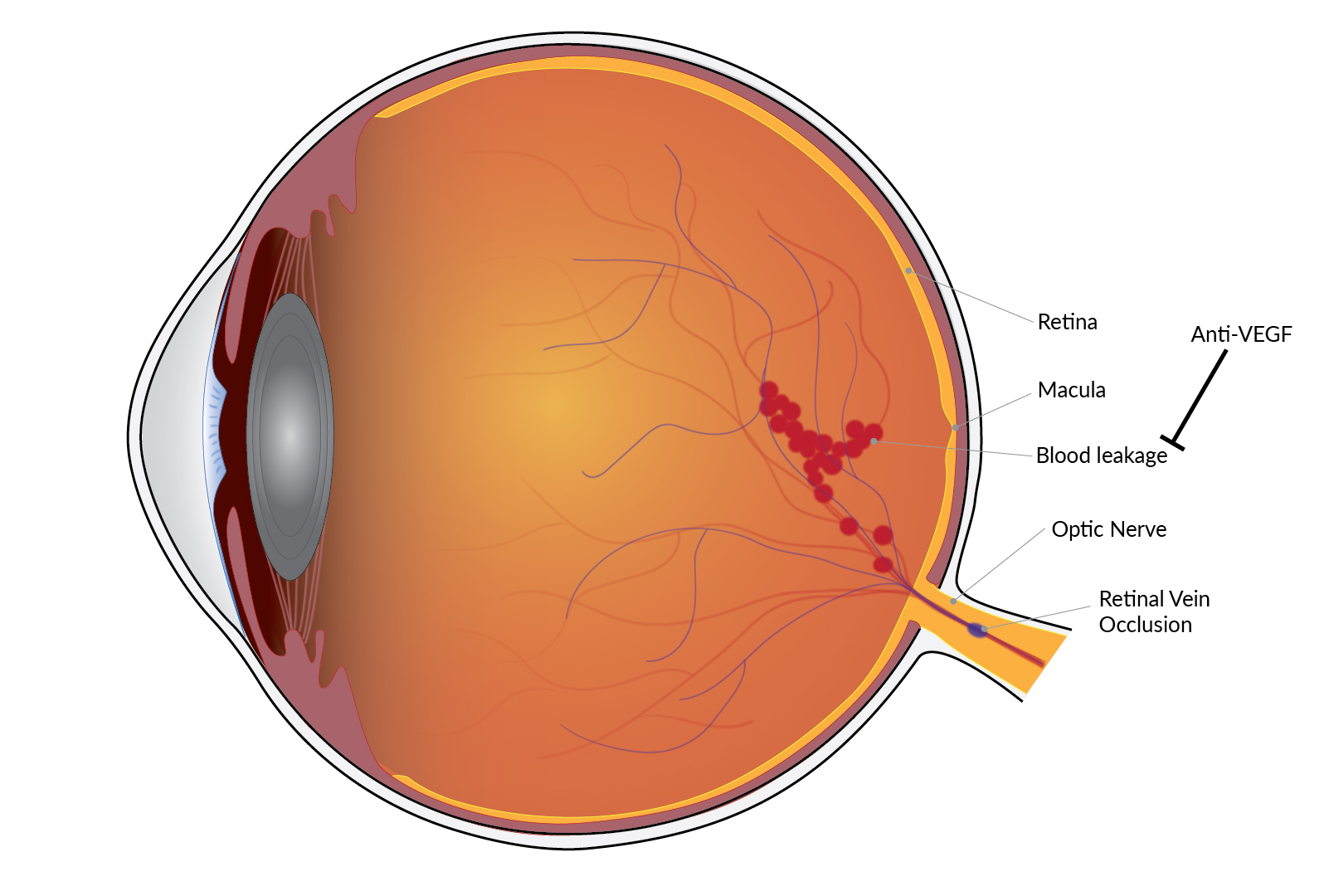 Illustration of the interior of the human eye