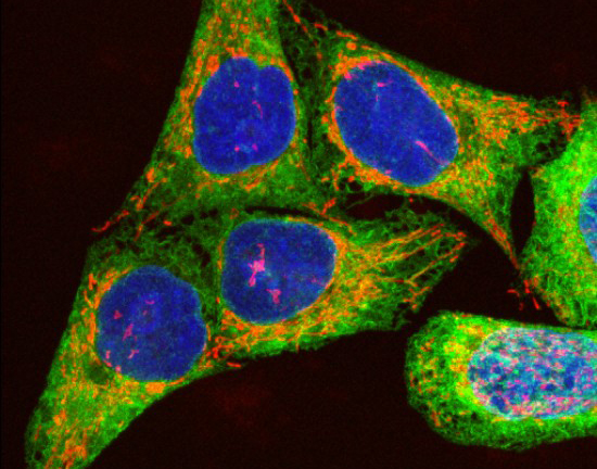 Confocal micrograph of several cells.