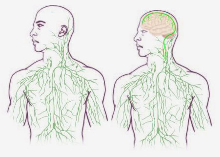 Maps of the lymphatic system.