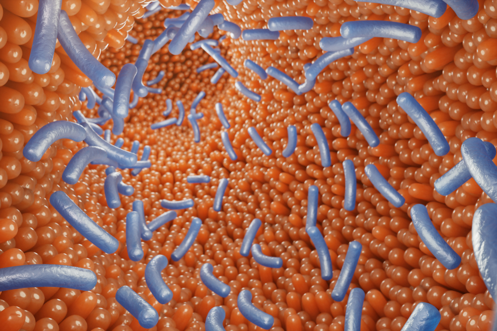 3D illustration of human intestine with bacteria 3D illustration of human intestine with bacteria