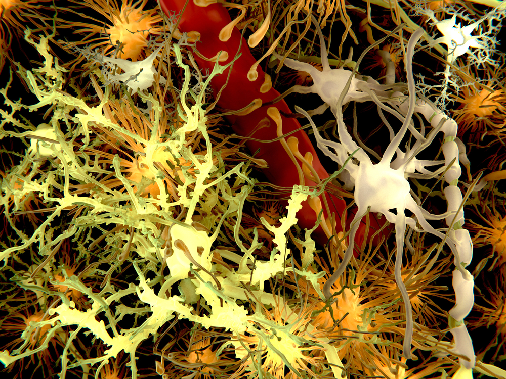 Illustration of various cells within the brain