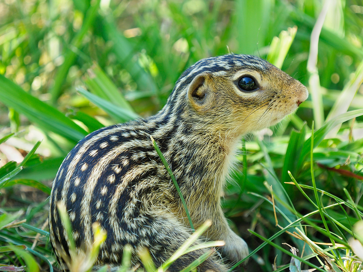 Close-up of 13-lined ground squirrel.