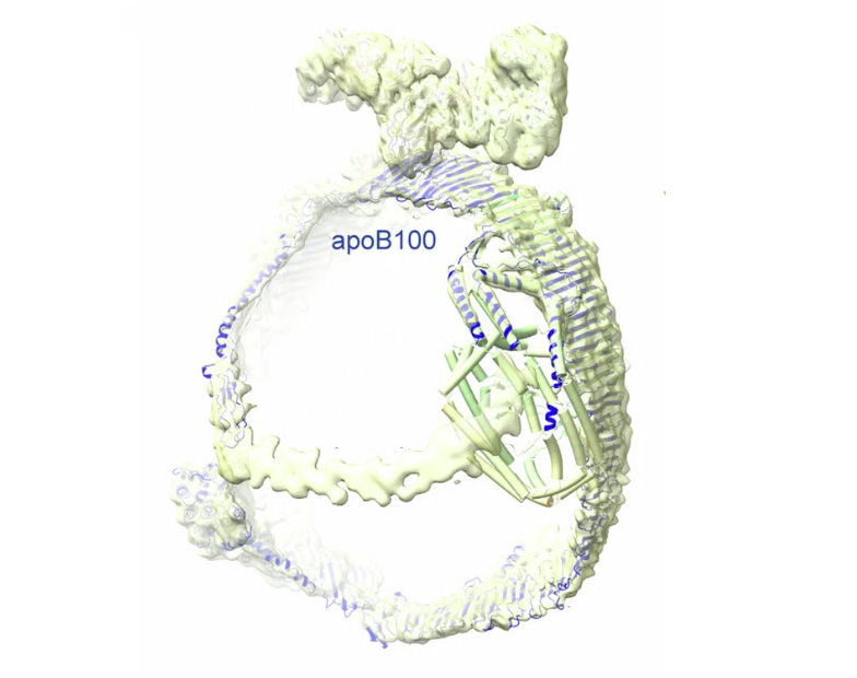 Illustration shows apoB100 has a ladder-like belt and an overall rounded structure that enables it to hold a cargo of lipid.