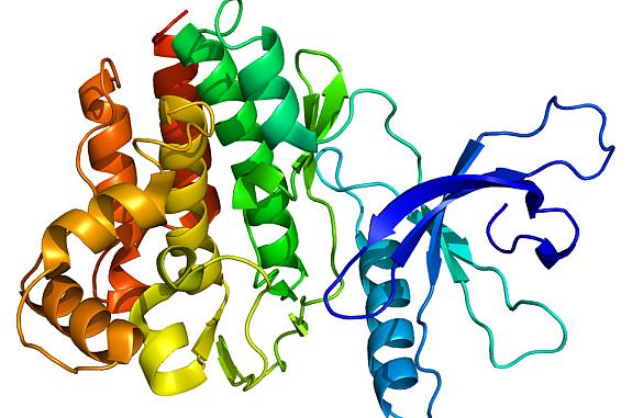 Multi-colored diagram of JAK3, a member of the family of Janus kinase proteins that play a major role in immune responses, resembles several ribbons connected to each other.