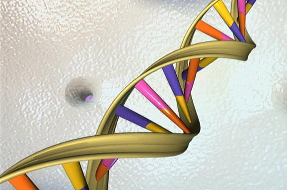 Illustration of the double helical structure of DNA with a yellow phosphate backbone and nucleotides colored in purple, yellow, pink, and orange.