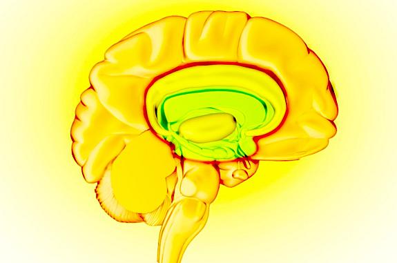 Graphic of the brain’s reward circuit