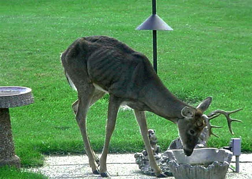 A deer showing signs of chronic wasting disease A deer showing signs of chronic wasting disease