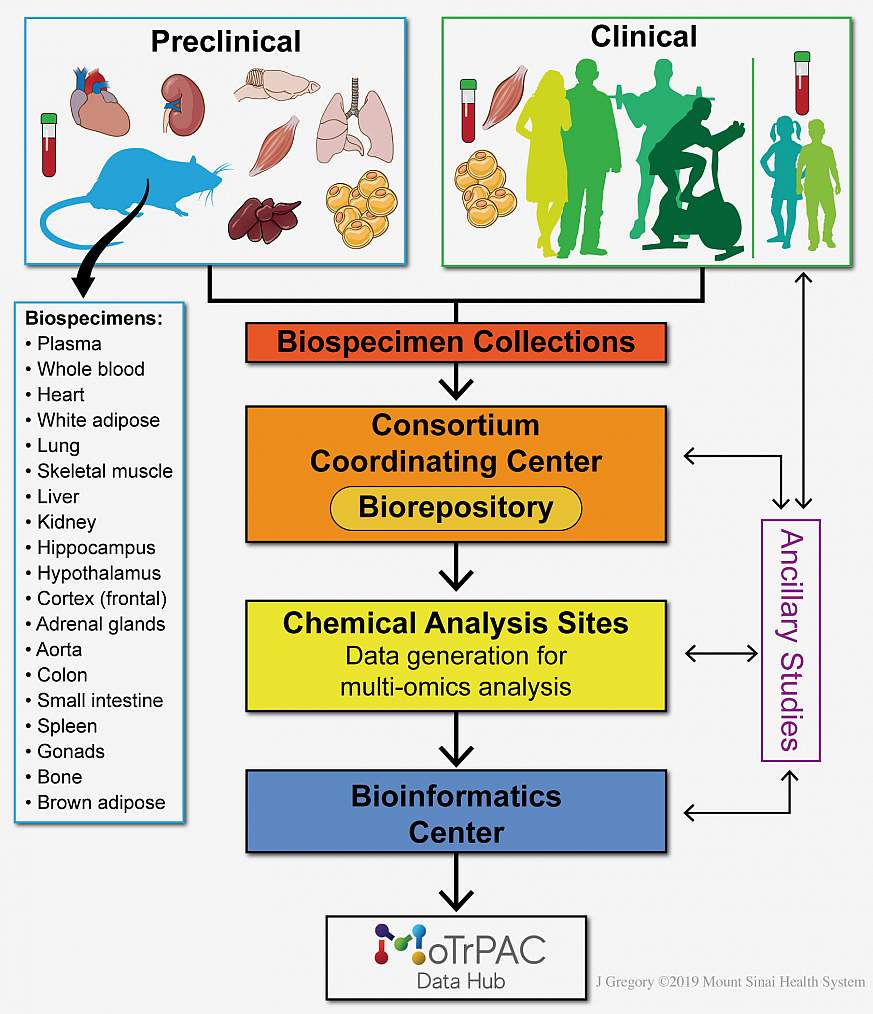 Illustration of MoTrPAC program flow