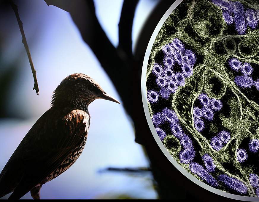 Photo of a wild bird. To the right is a colorized transmission electron micrograph of H5N1 virus particles (purple).