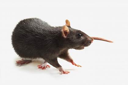 photo of a rat photo of a rat