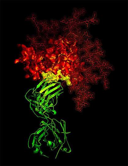 B-12 antibody in contact with a critical target on HIV gp120