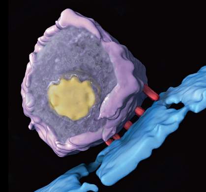 Five red rods connect a spherical magenta virus with a yellow core to a blue surface