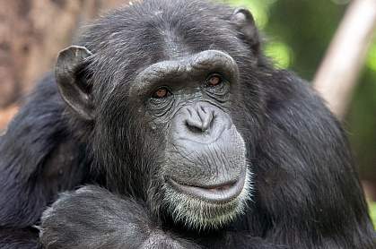 A chimpanzee