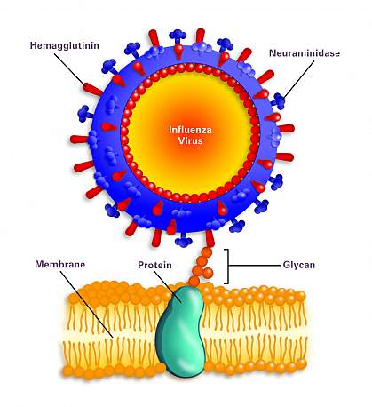 Illustration showing how viral hemagglutinin molecules on a round virus attach to a glycan on the cell surface Illustration showing how viral hemagglutinin molecules on a round virus attach to a glycan on the cell surface