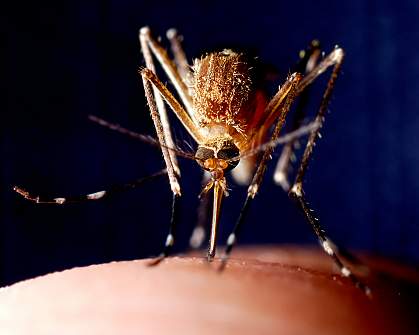 Photo of a mosquito feeding on finger Photo of a mosquito feeding on finger