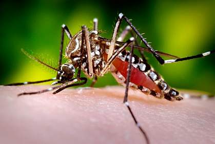 Close-up photo of a mosquito