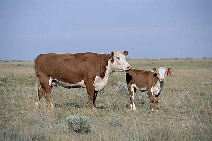 Photo of cattle in a field Photo of cattle in a field