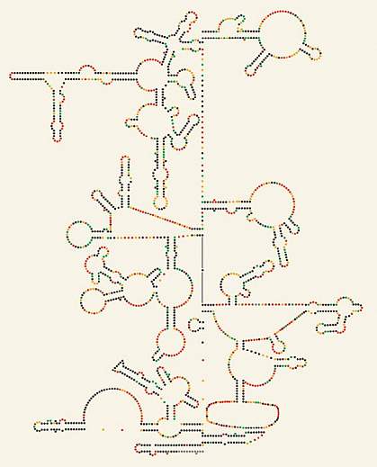 Section of the HIV-1 RNA genome's secondary structure