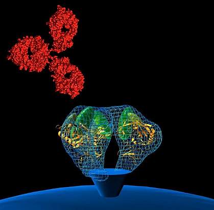 Illustration of an antibody binding to HIV