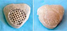 Photos of a porous scaffold with and without a thin layer of new cartilage Photos of a porous scaffold with and without a thin layer of new cartilage