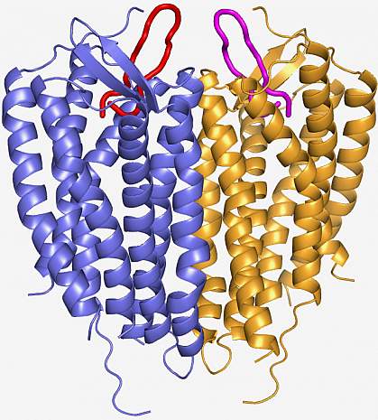 Molecular model of CXCR4 structure