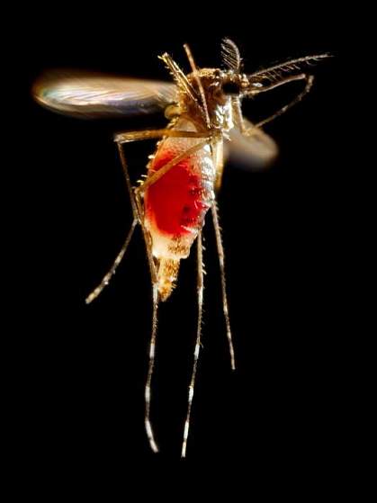 Photo of a mosquito