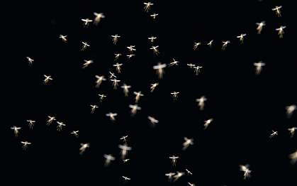 Photo of mosquitoes in mid-air Photo of mosquitoes in mid-air