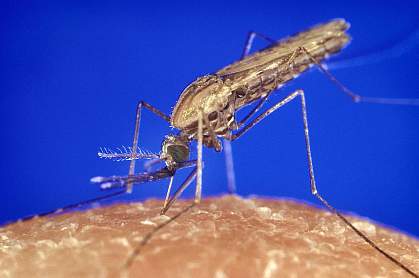 Close-up photo of a mosquito on skin