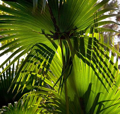 Photo of saw palmetto leaves.