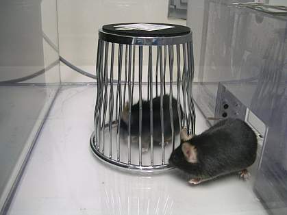 A mouse sniffing another in a cage.