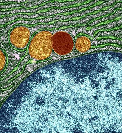 Lysosome