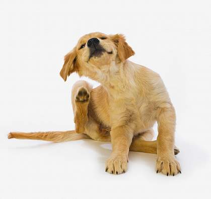 Golden Retriever puppy scratching.