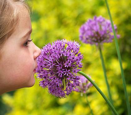 Young girl smelling a purple allium (alliaceae) flower.