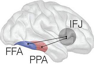 Illustration of a human brain.