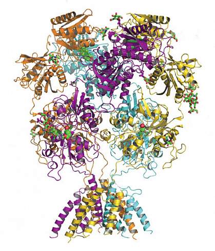 NMDA receptor.
