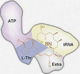 Illustration of Borrelidin (BN).