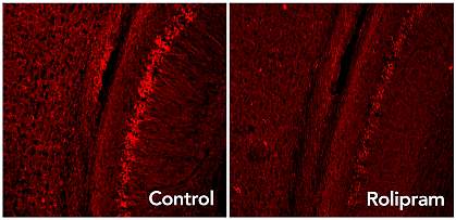 Brain images show rolipram panel with less bright red dots than control panel.