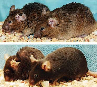 Two pairs of mice, with right ones looking younger and healthier.