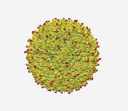 Zika virus