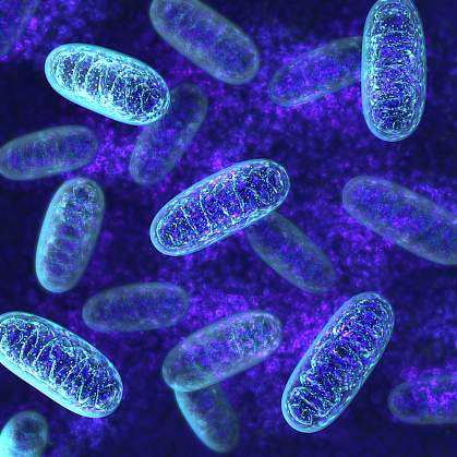 Illustration of mitochondria