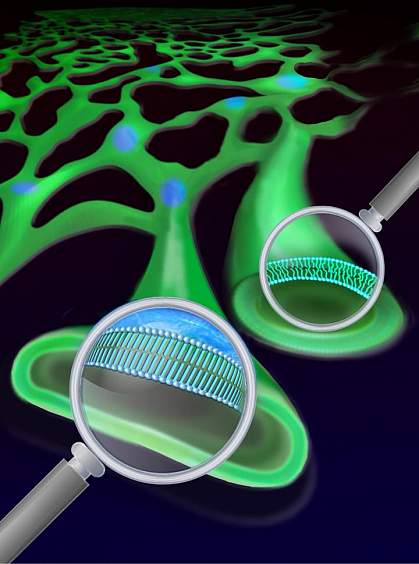 Magnification of a solid-like patch in the ER shows a more ordered lipid structure than in another section of the ER