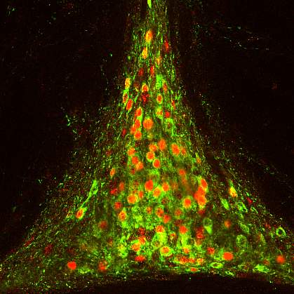 Brain circuits that control fluid drinking