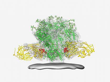 HIV spike and broadly neutralizing antibodies